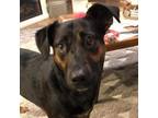 Adopt Cali a Black Cattle Dog / Mixed dog in Carroll, IA (38396035)