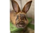 Adopt Coffee a Chocolate American / Other/Unknown / Mixed rabbit in Kokomo