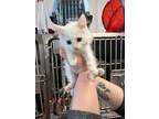 Adopt Sand a White Domestic Longhair / Domestic Shorthair / Mixed cat in