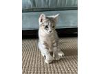 Adopt Chopper Starz a Gray or Blue Domestic Shorthair / Domestic Shorthair /