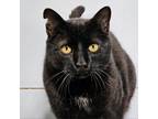 Adopt Jonah a All Black Domestic Shorthair / Mixed cat in SHERIDAN