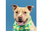 Adopt CHUNK a Tan/Yellow/Fawn - with White American Staffordshire Terrier /