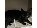 Adopt Diamond a All Black Domestic Shorthair / Mixed cat in St.
