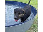 Adopt Shirley a Brindle Mountain Cur / Labrador Retriever / Mixed dog in