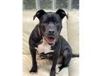 Adopt Trinity a Black - with White Pit Bull Terrier / Mixed dog in Lake Odessa