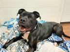 Adopt Trinity a Black - with White Pit Bull Terrier / Mixed dog in Lake Odessa