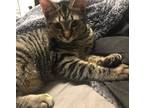 Adopt Tilly a Brown Tabby Domestic Shorthair (short coat) cat in Byron Center