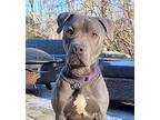 Adopt Yugi a Gray/Blue/Silver/Salt & Pepper Pit Bull Terrier / Mixed dog in