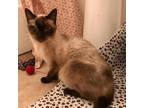 Adopt Falafel a White (Mostly) Siamese / Mixed cat in Los Angeles, CA (35965330)