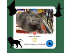 Adopt OZ a Gray or Blue Domestic Shorthair (short coat) cat in Jacksonville