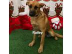 Adopt Raylie a Tan/Yellow/Fawn German Shepherd Dog / Mixed dog in San Ysidro