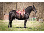 Family, Youth, and Beginner Friendly Registered Friesian Sport Horse Mare