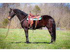 Professionally Trained Registered Bay Purebred Morgan Gelding, Rides and Drives