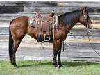 Handy Broke & Gentle Bay QH Mare Trail Horse