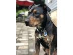 Adopt Bennington a Brindle Mixed Breed (Medium) / Mixed dog in Wethersfield