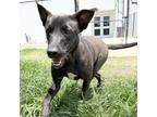 Adopt Spice a Black Labrador Retriever / Mixed dog in Edinburg, TX (36188026)