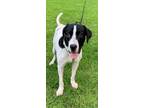 Adopt Kanye a White - with Black Hound (Unknown Type) / Mixed dog in Rehoboth