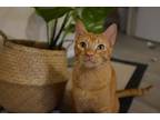 Adopt Sora a Orange or Red Domestic Shorthair / Mixed (short coat) cat in