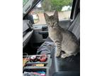 Adopt Lucca a Gray, Blue or Silver Tabby Domestic Shorthair (short coat) cat in