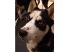 Adopt Merlin a Black - with White Siberian Husky / Mixed dog in Horsham