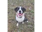 Adopt Hayden a Black - with White Border Collie / American Pit Bull Terrier /