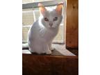 Adopt Lil Girl a Domestic Mediumhair / Mixed (short coat) cat in Portland