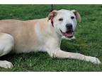Adopt Ragnar a Tan/Yellow/Fawn - with White Labrador Retriever / Mixed dog in