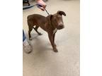 Adopt 52911652 a Brown/Chocolate Labrador Retriever / American Pit Bull Terrier