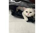Adopt Princess Peach [Boy] a White (Mostly) Persian (long coat) cat in Los