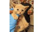 Adopt 52912046 a Tan or Fawn Domestic Mediumhair / Domestic Shorthair / Mixed