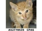 Adopt Fidget a Orange or Red Domestic Shorthair / Domestic Shorthair / Mixed cat