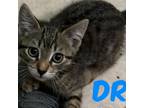 Adopt Drew a Gray or Blue Domestic Shorthair / Mixed cat in Jefferson City