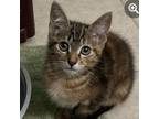 Adopt Sienna a Brown or Chocolate Domestic Shorthair / Mixed cat in Jefferson