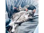 Adopt Marco and Polo a Gray or Blue (Mostly) Domestic Shorthair (short coat) cat