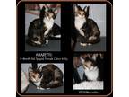Adopt Amaretto (Spayed/ComboTested) a Calico or Dilute Calico Calico (short