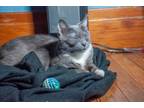 Adopt Gigi a Gray or Blue (Mostly) Domestic Shorthair (short coat) cat in