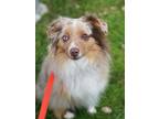 Adopt Rusty a Merle Australian Shepherd / Mixed dog in San Francisco