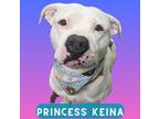 Adopt Princess Keina a White Terrier (Unknown Type, Small) / Mixed dog in Palm