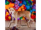 Adopt Speck a White - with Tan, Yellow or Fawn Mixed Breed (Medium) / Mixed dog