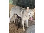 Adopt mama and 8 husky/mastiff pups a Merle Siberian Husky / Mastiff / Mixed dog