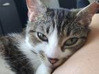 Adopt Snickers a Gray, Blue or Silver Tabby Domestic Shorthair (short coat) cat