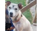 Adopt Lilly a Tan/Yellow/Fawn Border Collie / Mixed dog in Midland