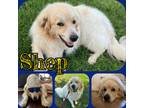 Adopt Shep a White - with Tan, Yellow or Fawn Great Pyrenees / Anatolian