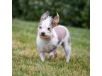 Adopt Kiwi a White - with Tan, Yellow or Fawn Chinese Crested / Mixed dog in