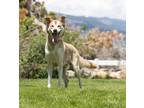 Adopt Skye a Brown/Chocolate - with White Husky / Mixed dog in Washoe Valley