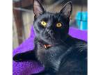 Adopt Judo a All Black Domestic Shorthair / Mixed cat in Brighton, MO (38395826)