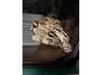 Adopt Cleon a Snake / Snake / Mixed reptile, amphibian, and/or fish in Edmonton