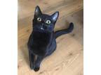 Adopt Bear Lock a All Black Domestic Shorthair / Domestic Shorthair / Mixed cat