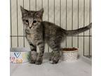 Adopt Summer a Gray or Blue Domestic Shorthair / Domestic Shorthair / Mixed cat