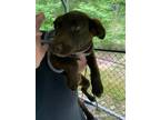 Adopt CJ a Brown/Chocolate Labrador Retriever / Mixed dog in Cashiers